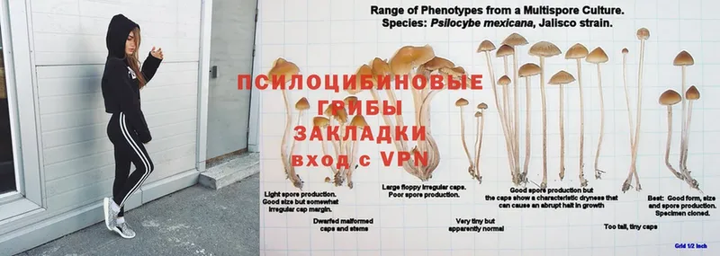 Псилоцибиновые грибы мухоморы  где купить   Кинель 